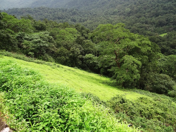 Living Close to Nature: Properties Near Western Ghats